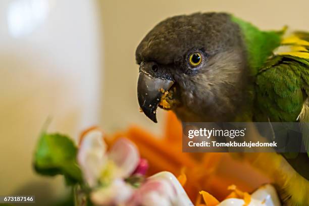 parrot - tierisches auge imagens e fotografias de stock