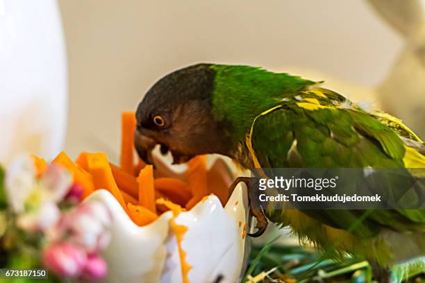 parrot - leuchtende farbe fotografías e imágenes de stock