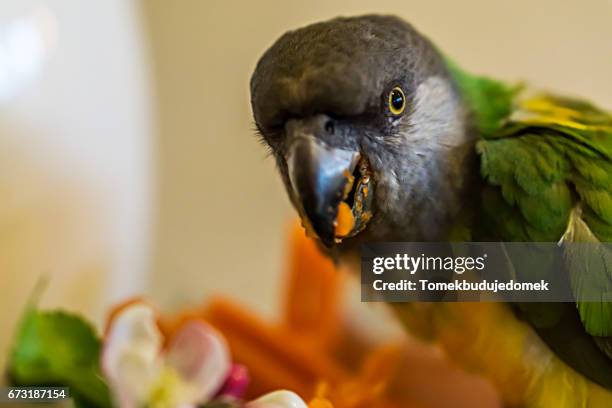 parrot - variable schärfentiefe fotografías e imágenes de stock