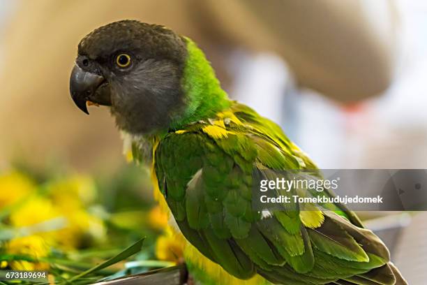 parrot - tierthema stock pictures, royalty-free photos & images