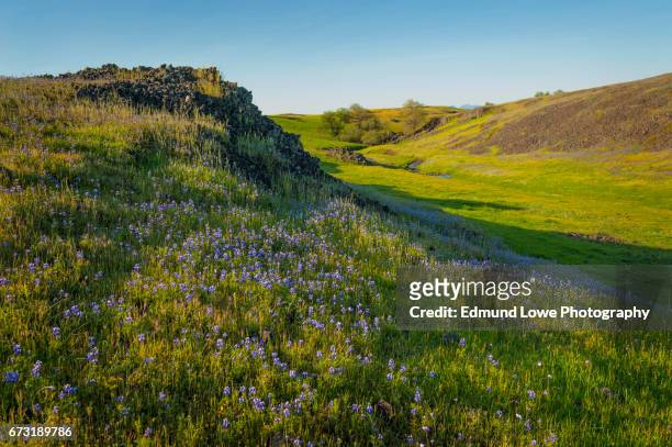 north table mountain ecological reserve, oroville, california - northpark stock pictures, royalty-free photos & images