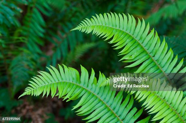 sword fern fronds (polystichum munitum) redwood national park - polystichum munitum stock pictures, royalty-free photos & images