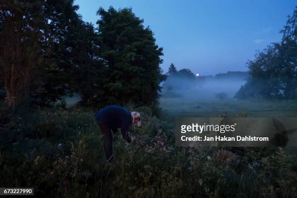 young woman picking flowers on midsummer night - summer evening stock pictures, royalty-free photos & images