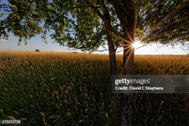 artistic sun-star lights prairie grass at sunrise - aurora colorado ストックフォトと画像