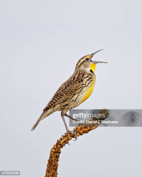 meadowlark sings a lusty song - lerche stock-fotos und bilder