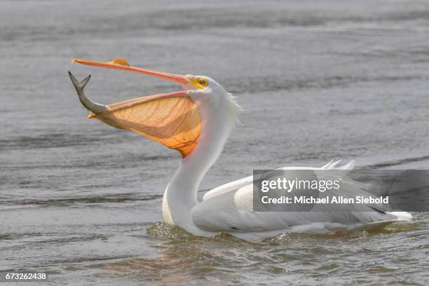 nom nom nom - pelicano imagens e fotografias de stock