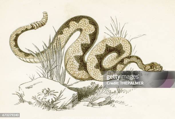 ilustrações de stock, clip art, desenhos animados e ícones de rattlesnake engraving 1851 - cascavel