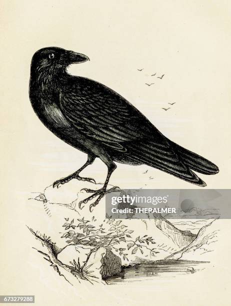 rabe vogel gravur 1851 - crow bird stock-grafiken, -clipart, -cartoons und -symbole