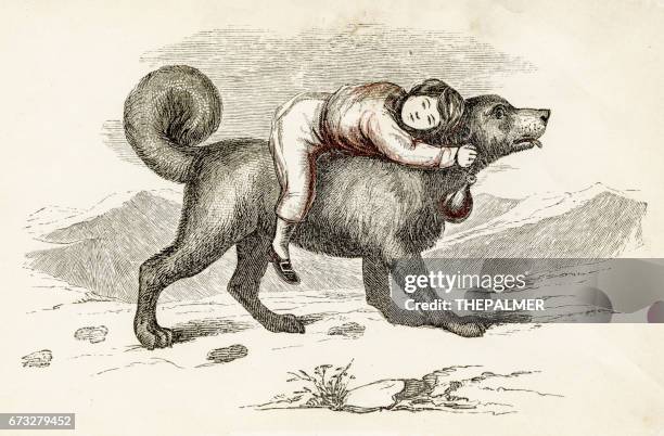 san bernard dog and kid engraving 1851 - bernhard von clairvaux stock illustrations