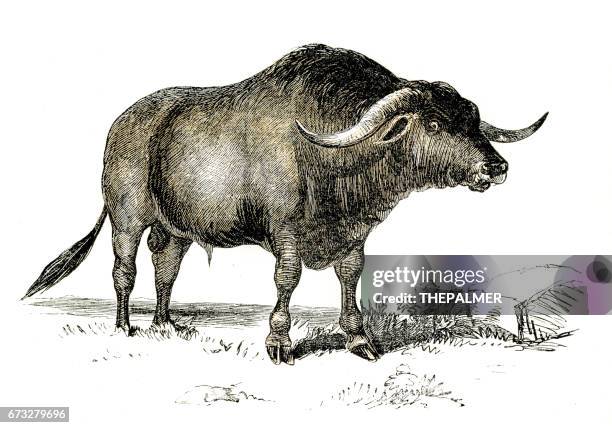 syrian ox engraving 1851 - ox cart stock illustrations