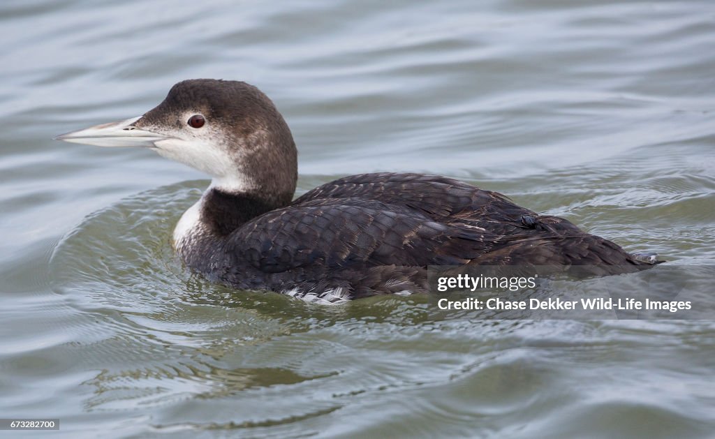 Juvenile Common Loon