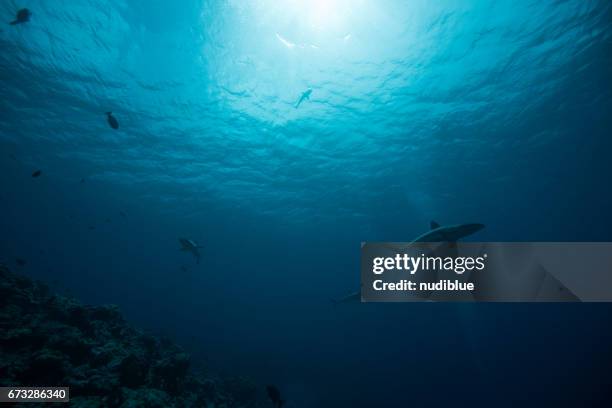 sharks on the reef - shark underwater stock pictures, royalty-free photos & images