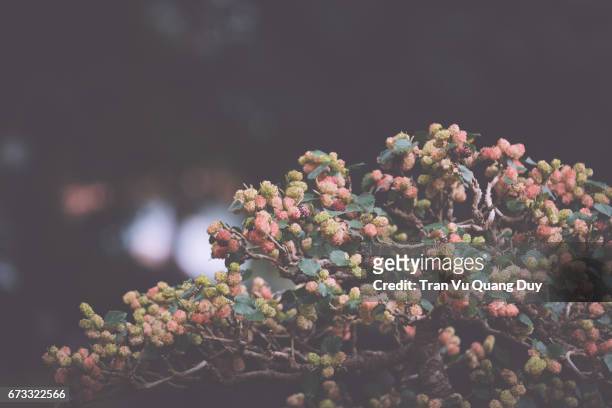 mulberries - mulberry bush foto e immagini stock