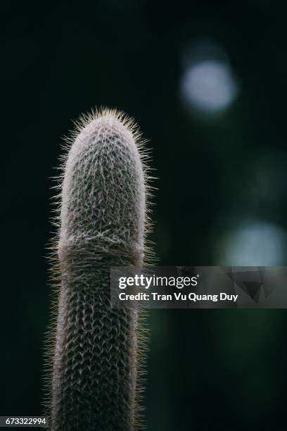 ferocactus pilosus - single tree stock pictures, royalty-free photos & images