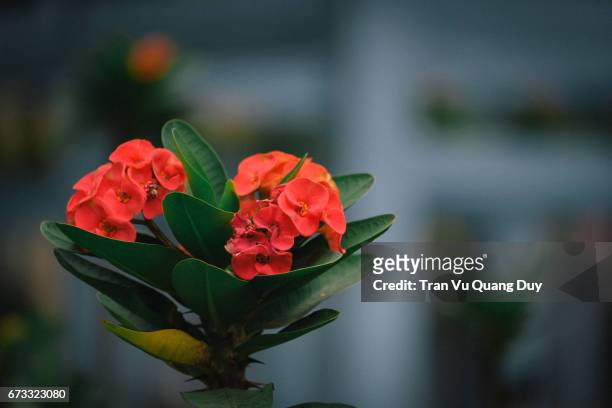 euphorbia flowers - blütentraube stock-fotos und bilder