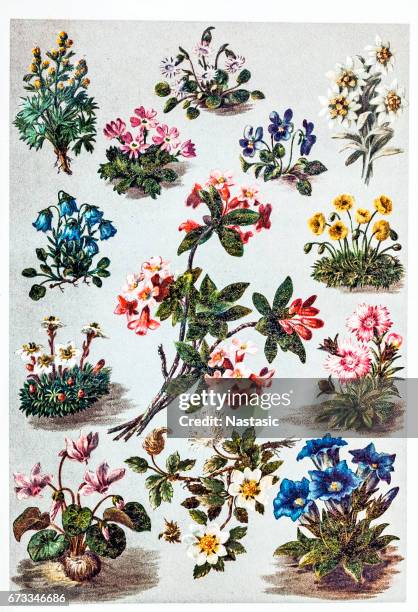 alpine plants - edelweiss stock illustrations