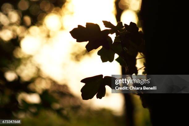 spring in nature - bellezza naturale 個照片及圖片檔