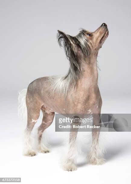 chinese crested dog - studioaufnahme 個照片及圖片檔