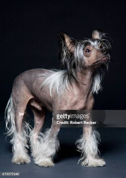 chinese crested dog - studioaufnahme foto e immagini stock