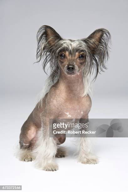 chinese crested dog - studioaufnahme foto e immagini stock