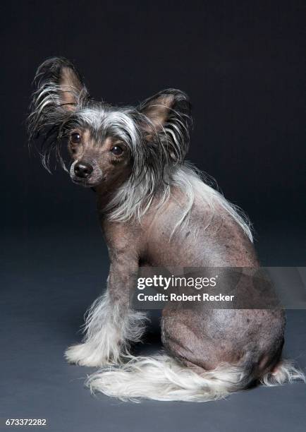 chinese crested dog - tierisches haar - fotografias e filmes do acervo