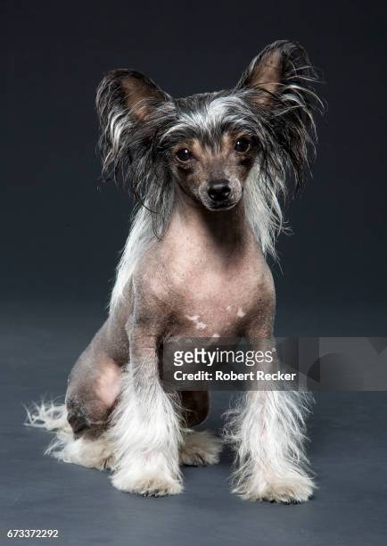 chinese crested dog - rassehund ストックフォトと画像
