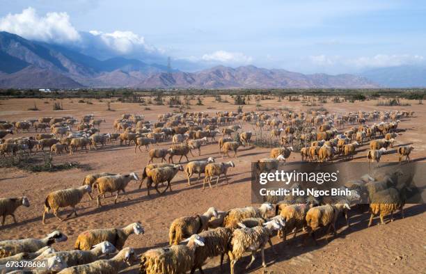 back home - rebaño de oveja fotografías e imágenes de stock