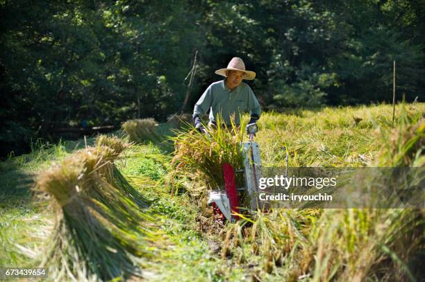 farmer - harvesting rice stock pictures, royalty-free photos & images