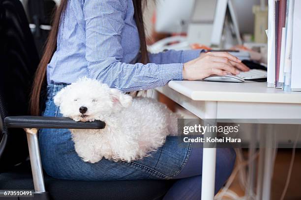 business woman working at office with dog - office dog stock pictures, royalty-free photos & images