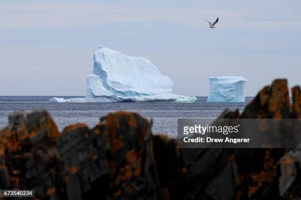 Large iceberg floats in the Atlantic Ocean, April 26, 2017 off the coast of Ferryland, Newfoundland, Canada. Icebergs break off from Baffin Island...