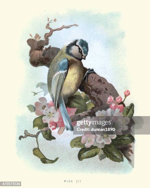 natural history - birds - blue tit - bluetit stock illustrations