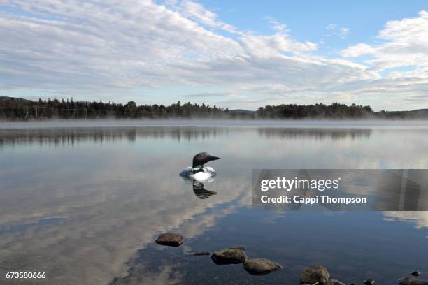 loon in the androscoggin river on a misty morning near dummer, nh usa - river androscoggin stock pictures, royalty-free photos & images