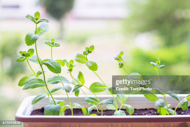 fresh mint plant potted - herb stockfoto's en -beelden