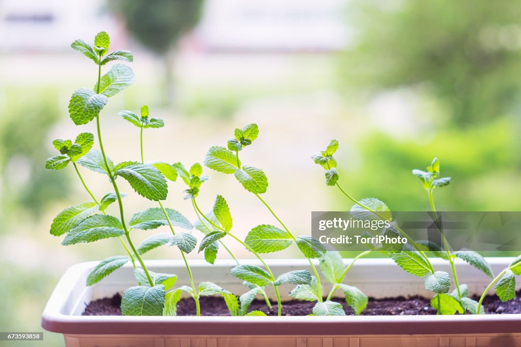 Fresh Mint Plant Potted