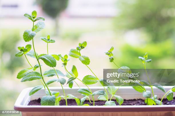 Fresh Mint Plant Potted High-Res Stock Photo
