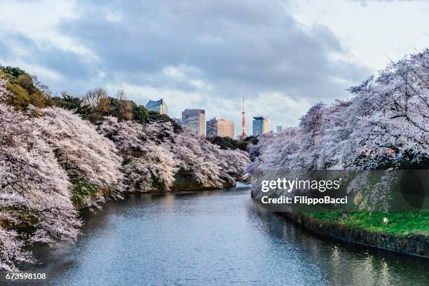 cherry blossoms in tokyo with tokyo tower on background - imperial palace tokyo stock pictures, royalty-free photos & images