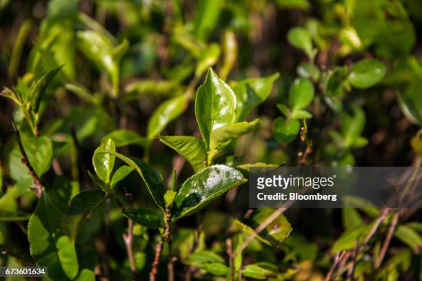 Tea plants grow at the Geragama Tea Estate, operated by Pussellawa Plantations Ltd., in Pilimathalawa, Central, Sri Lanka, on Wednesday, April 19,...