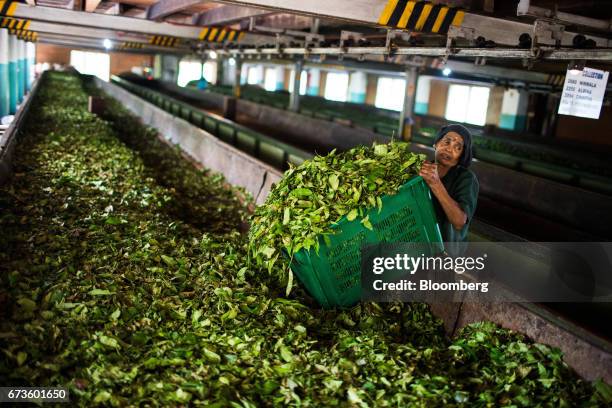 Worker collects partially dehydrated tea leaves from a withering trough at the factory of the Geragama Tea Estate, operated by Pussellawa Plantations...
