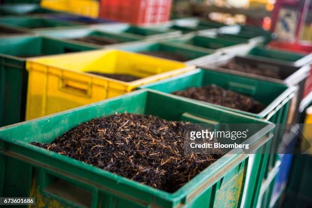 Processed tea leaves sit in crates at the factory of the Geragama Tea Estate, operated by Pussellawa Plantations Ltd., in Pilimathalawa, Central, Sri...