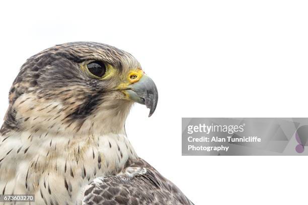 saker peregrine hybris falcon - havikachtige stockfoto's en -beelden