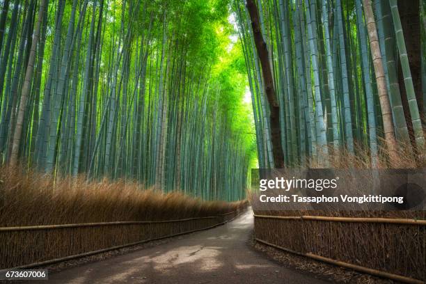 empty walking path in bamboo grove forest in arashiyama kyoto, japan - kioto prefectuur stockfoto's en -beelden