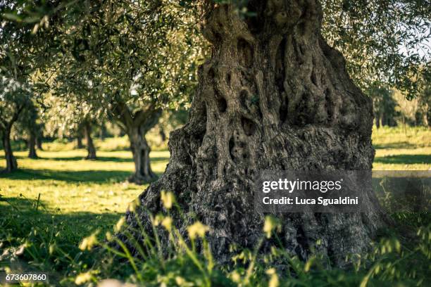 vecchio tronco - bellezza naturale stock pictures, royalty-free photos & images