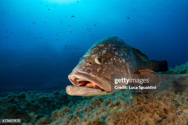 big grouper - conservazione ambientale stock-fotos und bilder