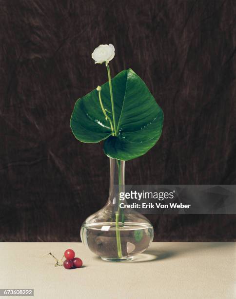 Still life of flower in vase