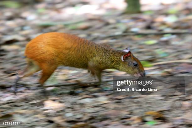 agouti ( dasyprocta puntata ) in amazon region - agouti animal stock-fotos und bilder