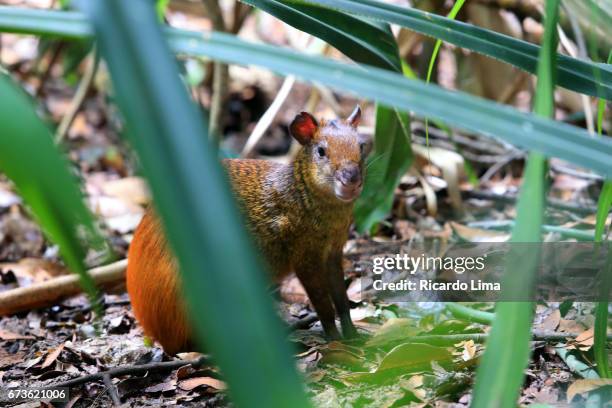 agouti ( dasyprocta puntata ) in amazon region - agouti animal stock pictures, royalty-free photos & images