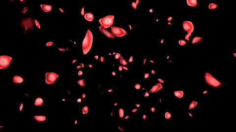 Pink Rose Petals Fall In Front Of A Black Background And Turn To  Silhouettes High-Res Stock Video Footage - Getty Images
