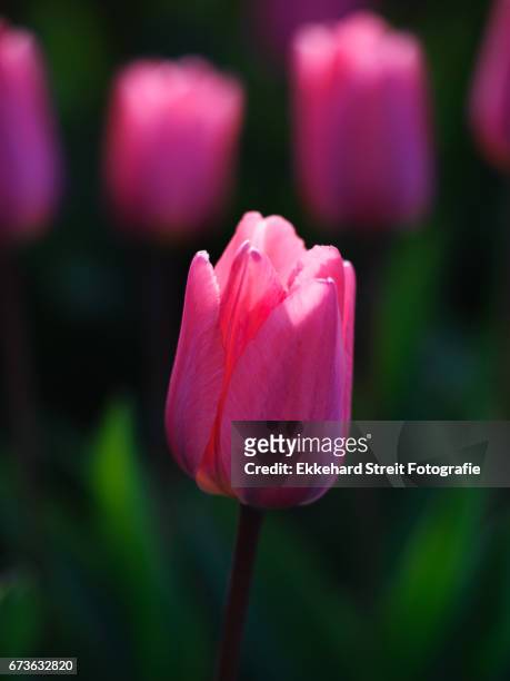 tulips of the netherlands - blühend fotografías e imágenes de stock
