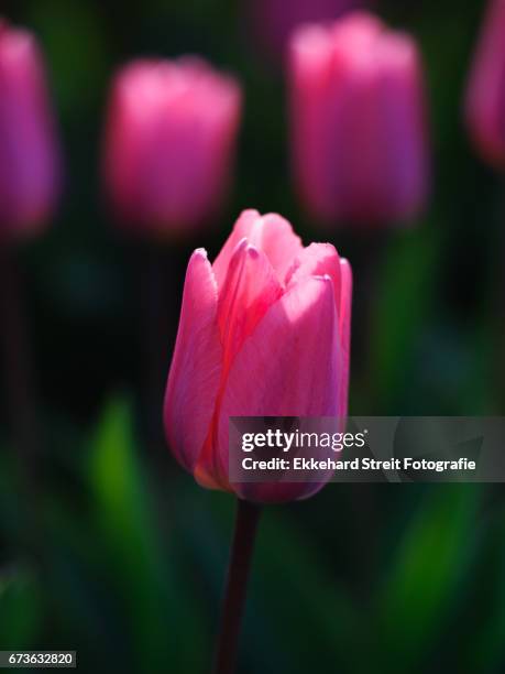 tulips of the netherlands - blühend foto e immagini stock