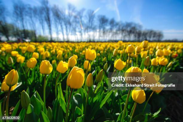 tulips of the netherlands - kommerzielle herstellung stockfoto's en -beelden